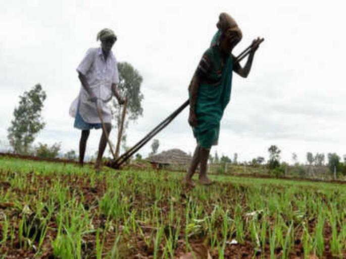 The sowing of rabi season will increase | रब्बी हंगांमातील पेरा वाढणार The sowing of rabi season will increase | रब्बी हंगांमातील पेरा वाढणार