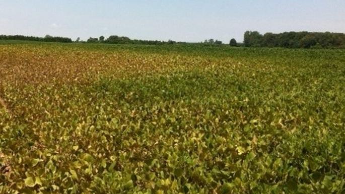 The Soya beans turned yellow due to continuous rains; Farmers worried! | सततच्या पावसामुळे सोयाबीन पडले पिवळे; शेतकरी चिंतातूर!