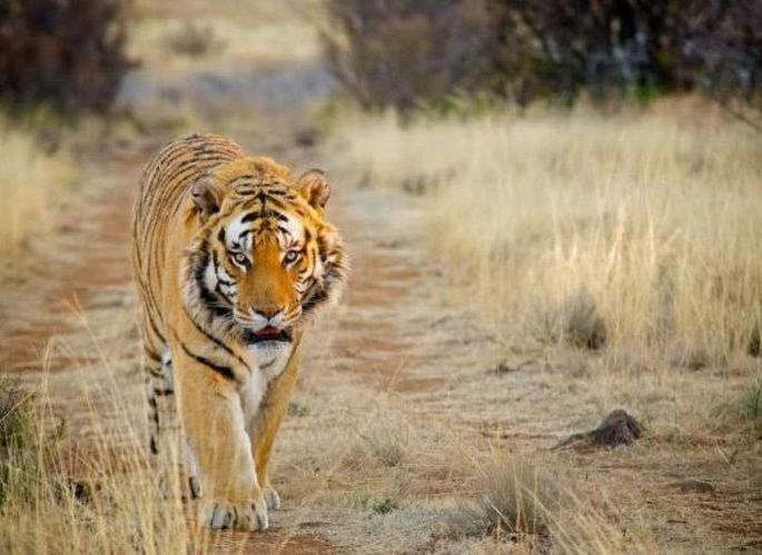 The tiger wanders in the Ajanta mountain range! | अजिंठा पर्वत रांगात वाघाची भटकंती!