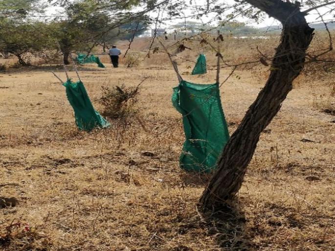 The tree disappears | वृक्ष गायब; अभियानाचा वाजला बिगुल The tree disappears | वृक्ष गायब; अभियानाचा वाजला बिगुल