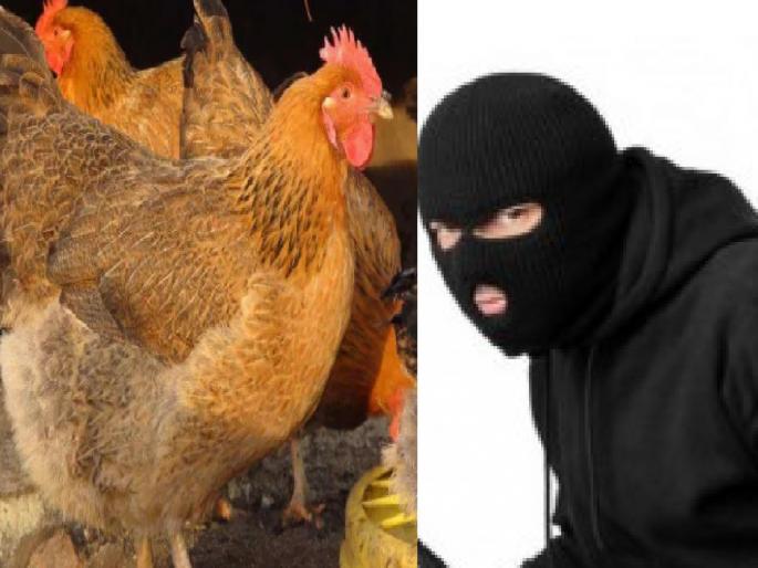 The thieves stole the hen, Incident at Shahuwadi in Kolhapur | चोरट्यांनी सोने-दागिने नाही तर, कोंबड्यांवर मारला डल्ला, कोल्हापुरातील शाहूवाडी येथील घटना The thieves stole the hen, Incident at Shahuwadi in Kolhapur | चोरट्यांनी सोने-दागिने नाही तर, कोंबड्यांवर मारला डल्ला, कोल्हापुरातील शाहूवाडी येथील घटना