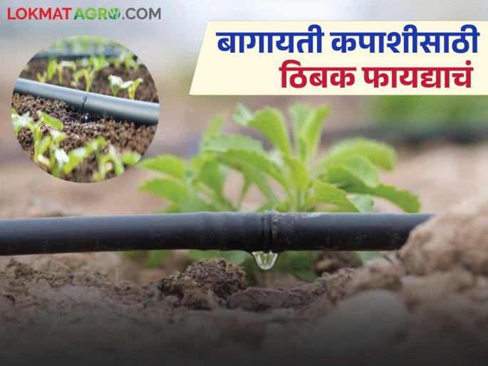 latest News Kapus lagvad Thibak Sinchan Drip irrigation is best option for horticultural cotton see details | Bagayati Kapus : बागायती कपाशीसाठी ठिबक सिंचन पद्धत सर्वात बेस्ट पर्याय, कारण.... 