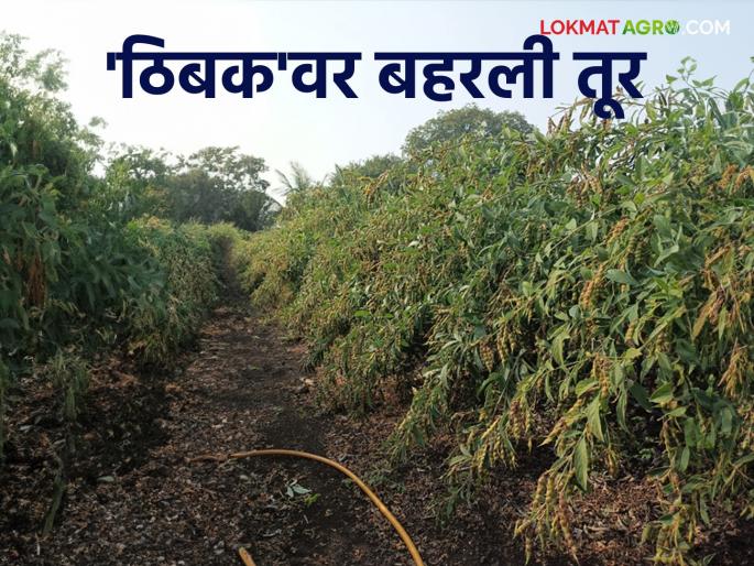 Crop Cultivation : Pigeon Pea Crop Cultivation increased in kalamb using new technology | Crop Cultivation : 'टोकण अन् ठिबक' वर झाली तूर यशस्वी ; एकेका झाडाला लगडल्या आठशे ते हजारावर शेंगा Crop Cultivation : Pigeon Pea Crop Cultivation increased in kalamb using new technology | Crop Cultivation : 'टोकण अन् ठिबक' वर झाली तूर यशस्वी ; एकेका झाडाला लगडल्या आठशे ते हजारावर शेंगा