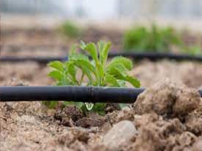 15 crores of drip irrigation dues, 4730 farmers in Sangli district are waiting for subsidy | ठिबक सिंचनचे १५ कोटी थकीत, सांगली जिल्ह्यातील ४७३० शेतकऱ्यांना अनुदानाची प्रतीक्षा 15 crores of drip irrigation dues, 4730 farmers in Sangli district are waiting for subsidy | ठिबक सिंचनचे १५ कोटी थकीत, सांगली जिल्ह्यातील ४७३० शेतकऱ्यांना अनुदानाची प्रतीक्षा
