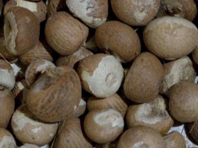 The order of the high court: Investigate the poor quality betel nuts import by the CBI | हायकोर्टाचा आदेश : निकृष्ट सुपारी आयातीचा सीबीआयमार्फत तपास करा The order of the high court: Investigate the poor quality betel nuts import by the CBI | हायकोर्टाचा आदेश : निकृष्ट सुपारी आयातीचा सीबीआयमार्फत तपास करा
