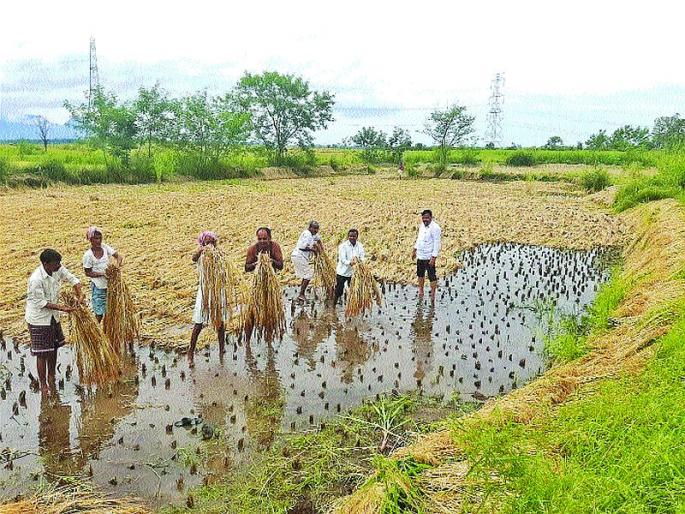 Nature shook the grass that came with the hands | निसर्गाने हातातोंडाशी आलेला घास हिसकावला