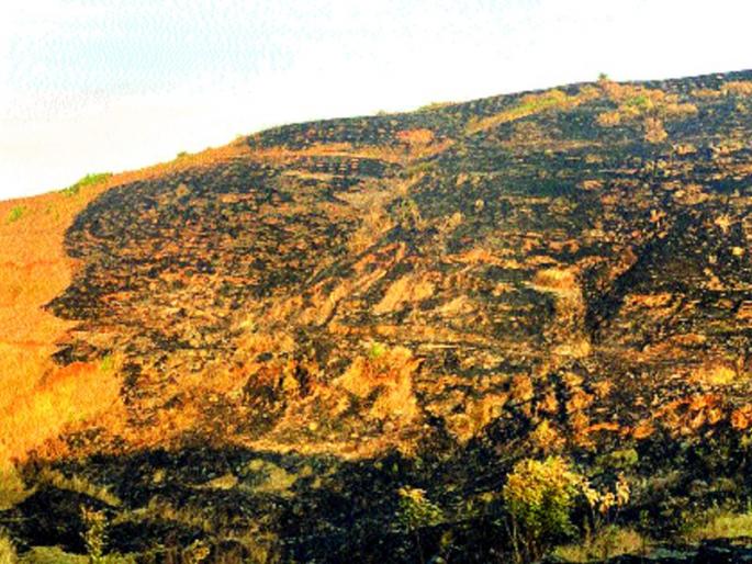 Recognize the resilience of the forest on the mountainous hill | मांगरूळ डोंगरावरील वनसंपदा पुन्हा वणव्याच्या विळख्यात Recognize the resilience of the forest on the mountainous hill | मांगरूळ डोंगरावरील वनसंपदा पुन्हा वणव्याच्या विळख्यात