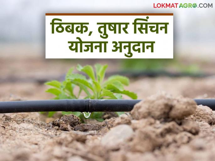 Latest News Tibak Tushar Yojana Anudan Drizzle, Tushar scheme indifferent, no subsidy for two years see details | Tibak, Tushar Yojana : ठिबक, तुषार योजनेची उदासीनता, दोन-दोन वर्षे अनुदान नाही, शेतकरी म्हणतात...  Latest News Tibak Tushar Yojana Anudan Drizzle, Tushar scheme indifferent, no subsidy for two years see details | Tibak, Tushar Yojana : ठिबक, तुषार योजनेची उदासीनता, दोन-दोन वर्षे अनुदान नाही, शेतकरी म्हणतात...