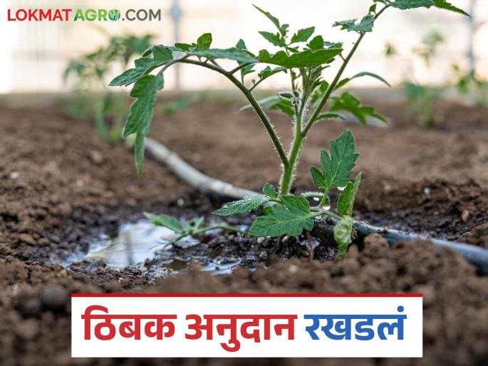 Latest News Tibak Anudan Drip irrigation scheme subsidy delayed for one year6 months Read in detail | Tibak Anudan : ठिबक सिंचन केले, मात्र अनुदान दीड वर्षांपासून रखडले! वाचा सविस्तर  Latest News Tibak Anudan Drip irrigation scheme subsidy delayed for one year6 months Read in detail | Tibak Anudan : ठिबक सिंचन केले, मात्र अनुदान दीड वर्षांपासून रखडले! वाचा सविस्तर