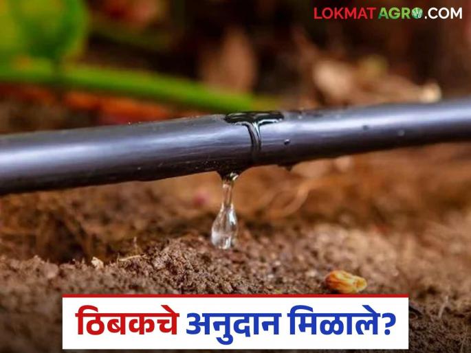 Latest News Tibak Anudan Farmers in Nandurbar district get drip subsidy read in detail | Tibak Anudan : 'या' जिल्ह्यातील शेतकऱ्यांना मिळाले ठिबकचं अनुदान, वाचा सविस्तर  Latest News Tibak Anudan Farmers in Nandurbar district get drip subsidy read in detail | Tibak Anudan : 'या' जिल्ह्यातील शेतकऱ्यांना मिळाले ठिबकचं अनुदान, वाचा सविस्तर