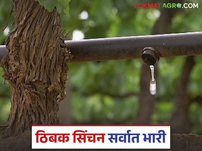 Latest News drip irrigation Use this irrigation method for farming and save up to 90 percent water | Thibak Sinchan : शेतीसाठी 'ही' सिंचन पद्धत वापरा अन् 90 टक्क्यापर्यंत पाणी बचत करा! Latest News drip irrigation Use this irrigation method for farming and save up to 90 percent water | Thibak Sinchan : शेतीसाठी 'ही' सिंचन पद्धत वापरा अन् 90 टक्क्यापर्यंत पाणी बचत करा!