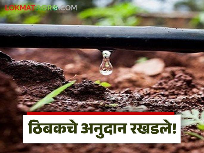 Latest News Tibak Anudan Farmers' drip subsidy has been delayed for last year | Tibak Anudan : दीड वर्षे झाले अनुदान द्या ना हो साहेब, तुमचंही ठिबक अनुदान राहिलंय का? Latest News Tibak Anudan Farmers' drip subsidy has been delayed for last year | Tibak Anudan : दीड वर्षे झाले अनुदान द्या ना हो साहेब, तुमचंही ठिबक अनुदान राहिलंय का?