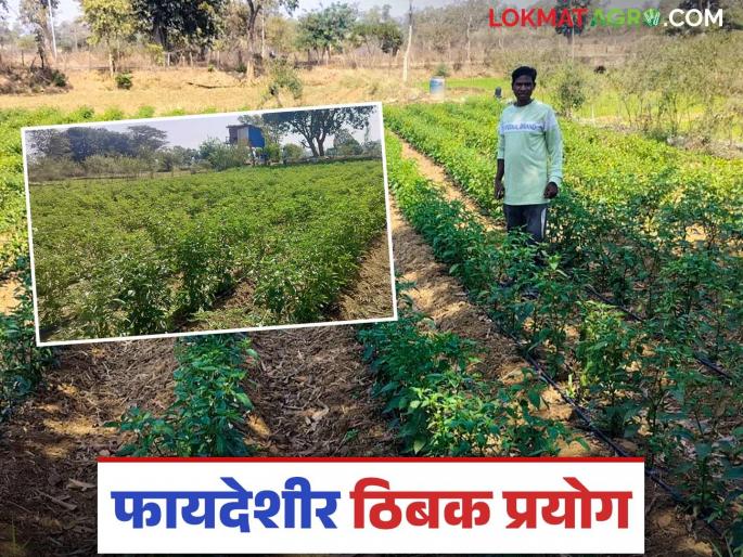 Latest News Smart Farming 'Drip' irrigation for more production with less water by gadchiroli Farmer | Smart Farming : 50 हजार खर्च झाले, पण भारी काम झालं, भन्नाट प्रयोगातून चांगलं उत्पादन Latest News Smart Farming 'Drip' irrigation for more production with less water by gadchiroli Farmer | Smart Farming : 50 हजार खर्च झाले, पण भारी काम झालं, भन्नाट प्रयोगातून चांगलं उत्पादन