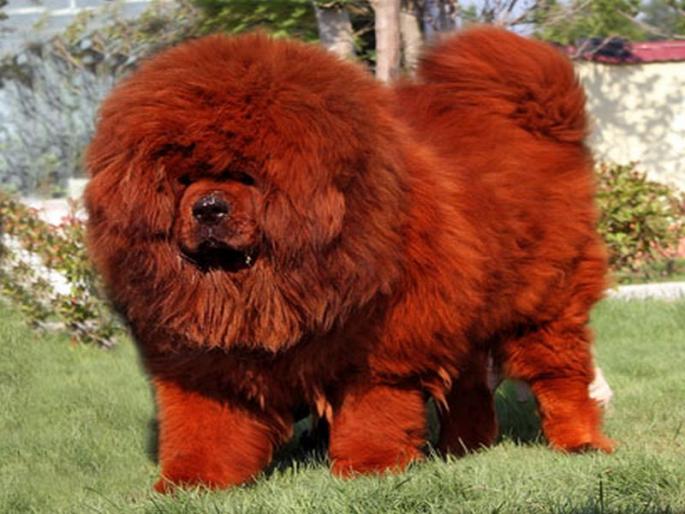 10 most expensive dog breeds across the world | जगातले सर्वात महागडे श्वान, किंमत वाचून व्हाल थक्क!