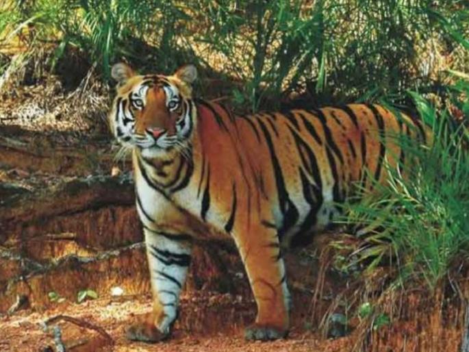 a tiger entered the coal mine Video viral, watch the movement of forest department | बापरे... कोळसा खाणीत शिरली वाघीण ! व्हिडीओ व्हायरल, वनविभागाचा हालचालीवर वॉच a tiger entered the coal mine Video viral, watch the movement of forest department | बापरे... कोळसा खाणीत शिरली वाघीण ! व्हिडीओ व्हायरल, वनविभागाचा हालचालीवर वॉच