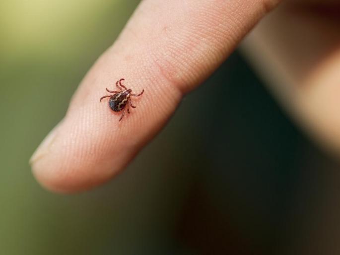 Gochidi virus kills seven in China | चीनमध्ये गोचिडीतील विषाणूच्या संसर्गाने सात जणांचा मृत्यू Gochidi virus kills seven in China | चीनमध्ये गोचिडीतील विषाणूच्या संसर्गाने सात जणांचा मृत्यू