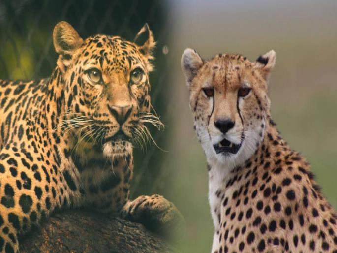 World Wildlife Day; Also investigated tiger, leopard skin, snake venom and whale vomit | जागतिक वन्यजीव दिन; वाघ, बिबट्याची कातडी, सापाचे विष अन् व्हेल माशाच्या उलटीचाही तपास World Wildlife Day; Also investigated tiger, leopard skin, snake venom and whale vomit | जागतिक वन्यजीव दिन; वाघ, बिबट्याची कातडी, सापाचे विष अन् व्हेल माशाच्या उलटीचाही तपास