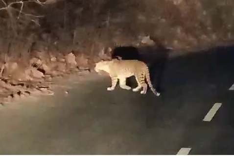 Patrol police spotted a leopard in Khandala Ghat in Yavatmal district | यवतमाळ जिल्ह्यातील खंडाळा घाटात गस्ती पोलिसांना झाले बिबट्याचे दर्शन