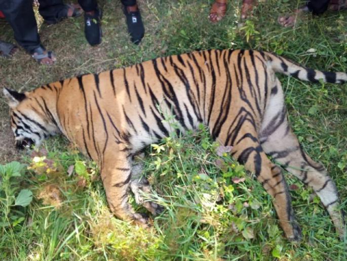 a tiger found dead in a farm in bhadravati tehsil | भद्रावती तालुक्यात पट्टेदार वाघाचा मृत्यू a tiger found dead in a farm in bhadravati tehsil | भद्रावती तालुक्यात पट्टेदार वाघाचा मृत्यू