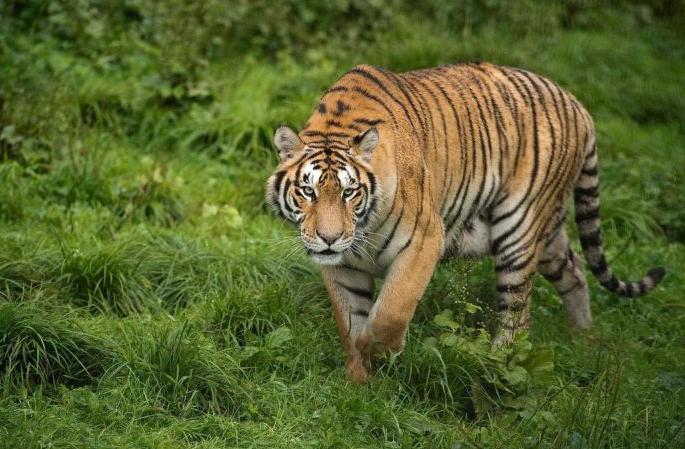 Fact in Maharashtra: 9 tigers hunting in 22 months | महाराष्ट्रातील वास्तव : २२ महिन्यांत ९ वाघांची शिकार
