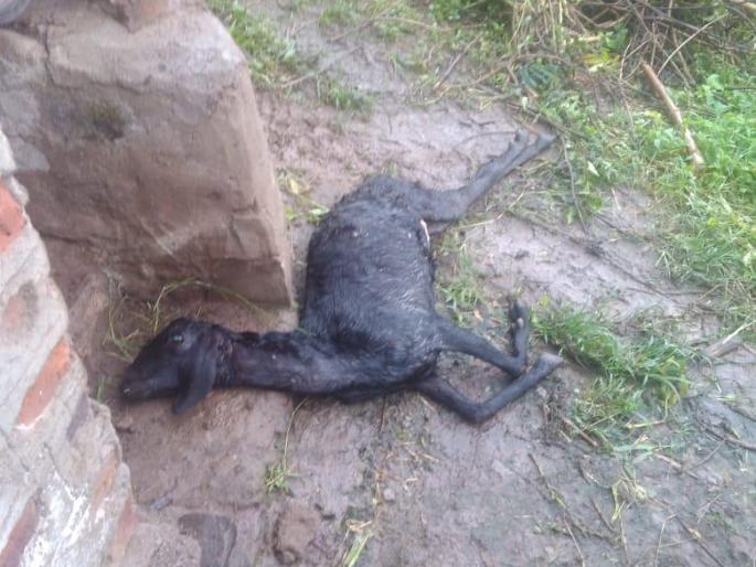 Pokarni attacked leopard goats, two criminals: The lamb disappeared | सांगली : पोखर्णीत बिबट्याचा शेळ्यांवर हल्ला, दोन दगावल्या : कोकरु गायब Pokarni attacked leopard goats, two criminals: The lamb disappeared | सांगली : पोखर्णीत बिबट्याचा शेळ्यांवर हल्ला, दोन दगावल्या : कोकरु गायब