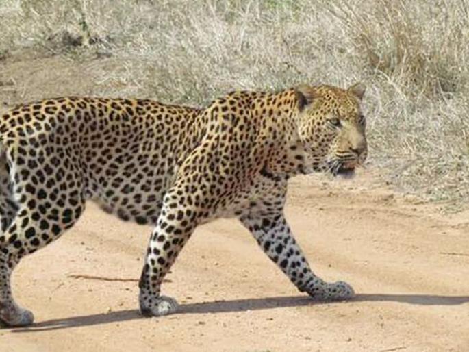 Solapur district is the most secure place for getting leftovers, abundant food items. | बिबट्यांसाठी सर्वसोयीयुक्त, प्रशस्त अन् खाद्य मिळण्याचे सुरक्षित ठिकाण..सोलापूर जिल्हा ! Solapur district is the most secure place for getting leftovers, abundant food items. | बिबट्यांसाठी सर्वसोयीयुक्त, प्रशस्त अन् खाद्य मिळण्याचे सुरक्षित ठिकाण..सोलापूर जिल्हा !