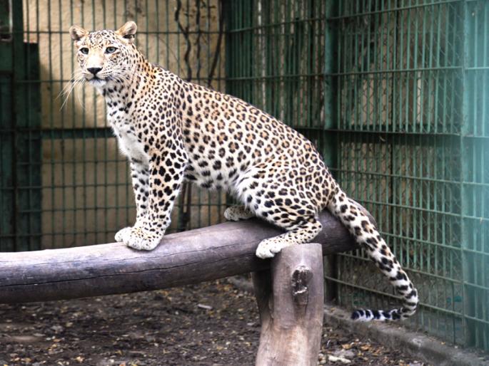 The world of Raju and Hina will rejoice | राजू अन् हिनाचा संसार रमणार नव्या पिंजºयात The world of Raju and Hina will rejoice | राजू अन् हिनाचा संसार रमणार नव्या पिंजºयात