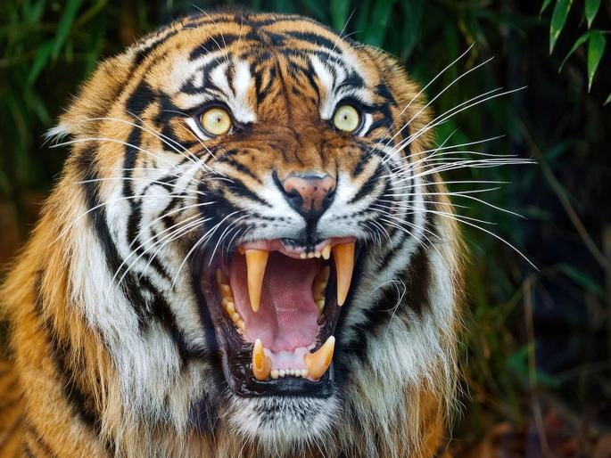 Two women killed in tiger attack | वाघाच्या हल्ल्यात दोन महिला ठार
