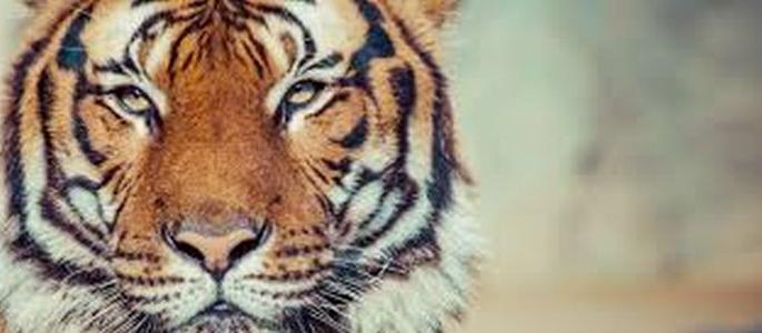 The cow killed in a tiger attack in Riggaon farming district of Muktainagar taluka | मुक्ताईनगर तालुक्यातील रिगाव शेती शिवारात वाघाच्या हल्ल्यात गाय ठार The cow killed in a tiger attack in Riggaon farming district of Muktainagar taluka | मुक्ताईनगर तालुक्यातील रिगाव शेती शिवारात वाघाच्या हल्ल्यात गाय ठार