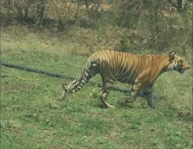 In the Nagpur district at Hingna Sawangi 'Wagh Ala wagh' | नागपूर जिल्ह्यातील हिंगणानजीकच्या सावंगीत ‘वाघ आला वाघ’