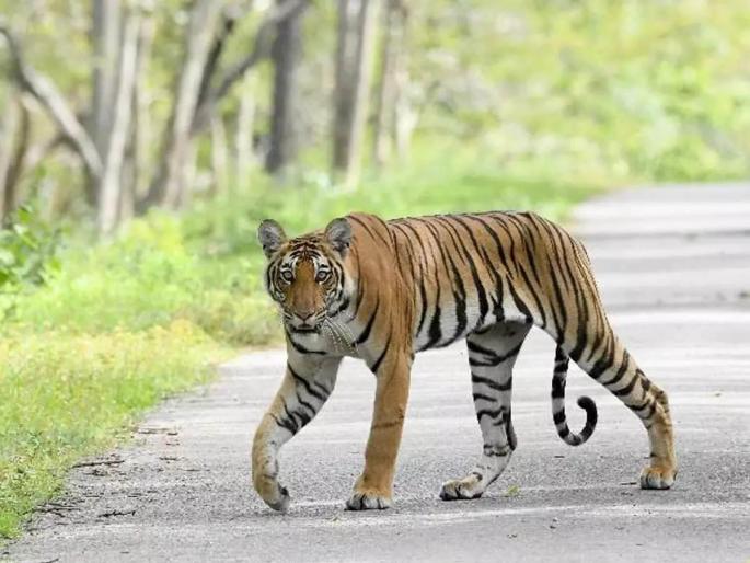 Maharashtra has done a good job in tiger management | व्याघ्र व्यवस्थापनात महाराष्ट्राचीच डरकाळी! राज्याच्यातील वनखात्याची दमदार कामगिरी Maharashtra has done a good job in tiger management | व्याघ्र व्यवस्थापनात महाराष्ट्राचीच डरकाळी! राज्याच्यातील वनखात्याची दमदार कामगिरी