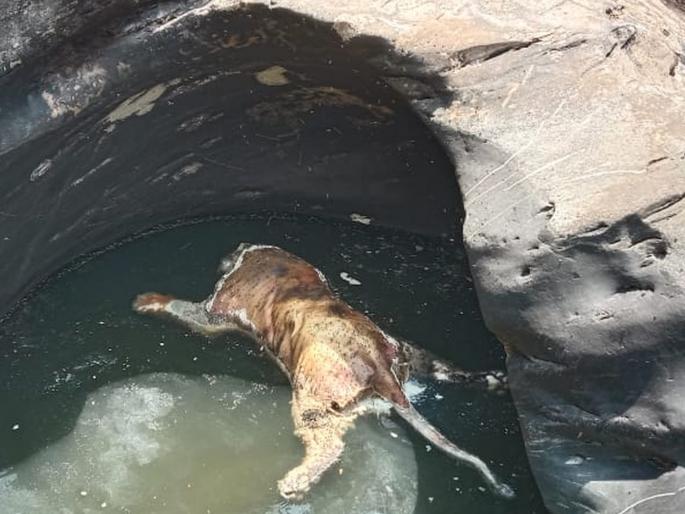 For the first time in Sindhudurg district, the body of a tigress was found in a Pandava-era well in Dabhil village: investigation underway | सिंधुदुर्ग जिल्ह्यात पहिल्यांदाच आढळला वाघिणीचा मृतदेह, दाभिल गावातील पांडवकालीन विहिरीत होता मृतदेह: तपास सुरू  For the first time in Sindhudurg district, the body of a tigress was found in a Pandava-era well in Dabhil village: investigation underway | सिंधुदुर्ग जिल्ह्यात पहिल्यांदाच आढळला वाघिणीचा मृतदेह, दाभिल गावातील पांडवकालीन विहिरीत होता मृतदेह: तपास सुरू