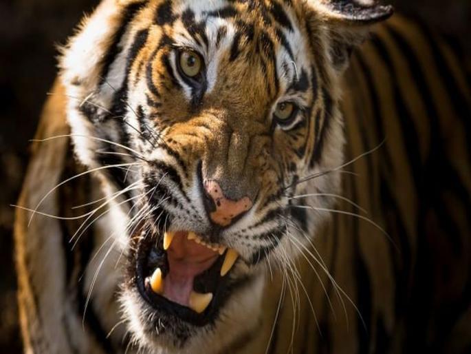 Chandrapur-Gadchiroli has the highest number of victims in wild animal attacks | वन्य प्राण्यांच्या हल्ल्यात चंद्रपूर-गडचिरोलीतच सर्वाधिक बळी Chandrapur-Gadchiroli has the highest number of victims in wild animal attacks | वन्य प्राण्यांच्या हल्ल्यात चंद्रपूर-गडचिरोलीतच सर्वाधिक बळी