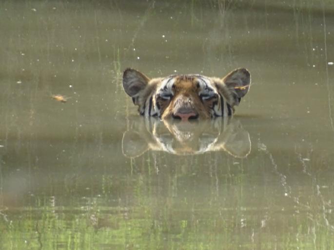 every month two of us die 14 tigers died in 7 months | दर महिन्यात आमच्यातील दोघांचा जातो जीव; ७ महिन्यांत १४ वाघ दगावले every month two of us die 14 tigers died in 7 months | दर महिन्यात आमच्यातील दोघांचा जातो जीव; ७ महिन्यांत १४ वाघ दगावले