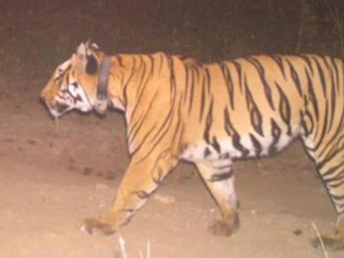 As soon as the tiger came to a halt, the youth threw his bike and climbed the tree | अन् वाघ आडवा येताच, दुचाकी टाकून युवक चढले झाडावर As soon as the tiger came to a halt, the youth threw his bike and climbed the tree | अन् वाघ आडवा येताच, दुचाकी टाकून युवक चढले झाडावर