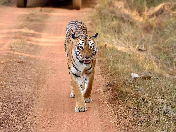 subject of sterilization of tigers stopped But question remains | वाघांच्या नसबंदीचा विषय थांबला; पण प्रश्न कायमच! subject of sterilization of tigers stopped But question remains | वाघांच्या नसबंदीचा विषय थांबला; पण प्रश्न कायमच!