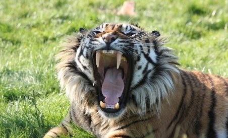 five arrested in umred stand with tiger nails and teeth | वाघाचे दात विकायला ‘ते’ आले होते उमरेड बसस्टँडजवळ ! वनविभागाने पकडले