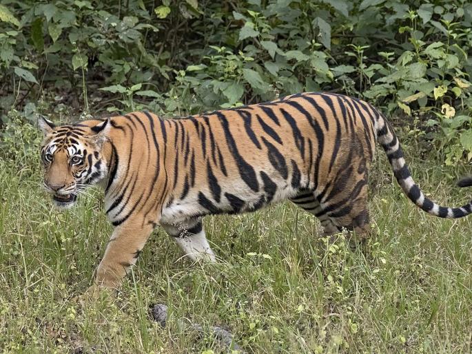 female tiger body was found in Brahmanwada forest area | ब्राह्मणवाडा जंगल परिसरात आढळला वाघिणीचा मृतदेह female tiger body was found in Brahmanwada forest area | ब्राह्मणवाडा जंगल परिसरात आढळला वाघिणीचा मृतदेह