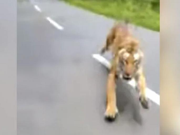 tiger chases forest officials riding on a bike video goes viral | Viral Video: वाघानं केला बाइकस्वाराचा पाठलाग, अन्... tiger chases forest officials riding on a bike video goes viral | Viral Video: वाघानं केला बाइकस्वाराचा पाठलाग, अन्...