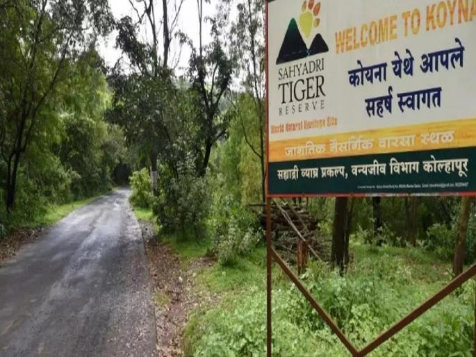 Sahyadri Tiger Reserve ranks Very Good | सह्याद्री व्याघ्र प्रकल्पाचा 'व्हेरी गुड' श्रेणीत समावेश, ५१ व्याघ्र प्रकल्पांमध्ये २७ व्या स्थानावर Sahyadri Tiger Reserve ranks Very Good | सह्याद्री व्याघ्र प्रकल्पाचा 'व्हेरी गुड' श्रेणीत समावेश, ५१ व्याघ्र प्रकल्पांमध्ये २७ व्या स्थानावर