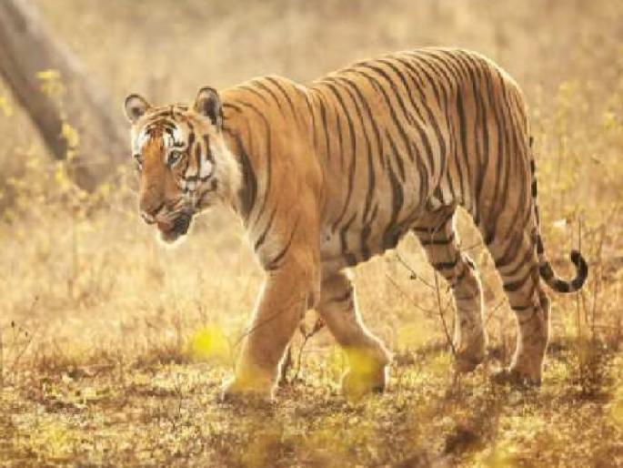 Two tigers in the forest of Ajara taluka kolhapur district | Kolhapur: आजरा तालुक्यातील जंगलात दोन पट्टेरी वाघ;  गवे, हत्तीपाठोपाठ आता वाघाची दहशत Two tigers in the forest of Ajara taluka kolhapur district | Kolhapur: आजरा तालुक्यातील जंगलात दोन पट्टेरी वाघ;  गवे, हत्तीपाठोपाठ आता वाघाची दहशत