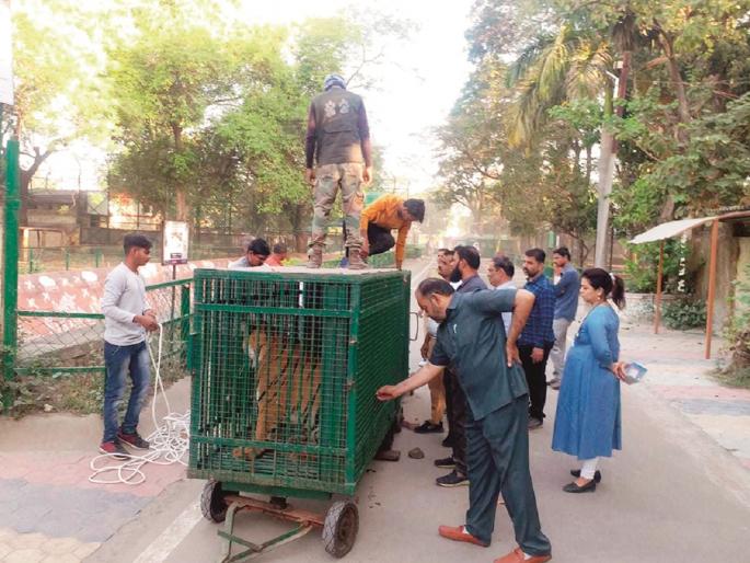 Ranjana, Pratibha tiger's leaves for Ahmedabad; Siddhartha zoos Employees shed tears while sending | सिद्धार्थ प्राणिसंग्रहालयातील रंजना, प्रतिभा वाघिणी अहमदाबादला रवाना; कर्मचाऱ्यांना अश्रू अनावर Ranjana, Pratibha tiger's leaves for Ahmedabad; Siddhartha zoos Employees shed tears while sending | सिद्धार्थ प्राणिसंग्रहालयातील रंजना, प्रतिभा वाघिणी अहमदाबादला रवाना; कर्मचाऱ्यांना अश्रू अनावर