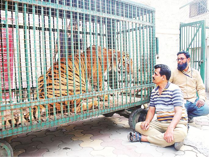 From Aurangabad's zoo kharisma n Shakti Tiger pair will roam around in Mumbai | औरंगाबादच्या प्राणिसंग्रहालयातील करिश्मा, शक्ती वाघाच्या जोडीची डरकाळी घुमणार मुंबईत From Aurangabad's zoo kharisma n Shakti Tiger pair will roam around in Mumbai | औरंगाबादच्या प्राणिसंग्रहालयातील करिश्मा, शक्ती वाघाच्या जोडीची डरकाळी घुमणार मुंबईत