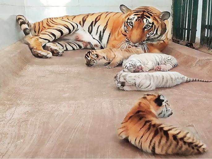soon naming ceremony for Samruddhi's leopard cubs | नागरिकांकडून नावे मागवून ‘समृद्धी’च्या बछड्यांचा लवकरच नामकरण सोहळा soon naming ceremony for Samruddhi's leopard cubs | नागरिकांकडून नावे मागवून ‘समृद्धी’च्या बछड्यांचा लवकरच नामकरण सोहळा