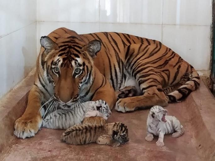 Filled with the prosperity of Siddhartha Park by the birth of four calves at Aurangabad | चार बछड्यांच्या जन्माने सिद्धार्थ उद्यानाच्या समृद्धीत भर Filled with the prosperity of Siddhartha Park by the birth of four calves at Aurangabad | चार बछड्यांच्या जन्माने सिद्धार्थ उद्यानाच्या समृद्धीत भर