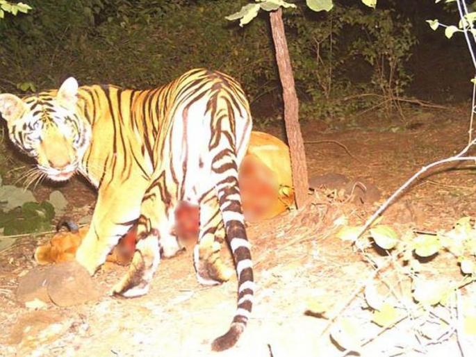 tiger in Banbahara forest; Panic persisted | नरभक्षक वाघ बनबेहरा जंगलात; दहशत कायम tiger in Banbahara forest; Panic persisted | नरभक्षक वाघ बनबेहरा जंगलात; दहशत कायम
