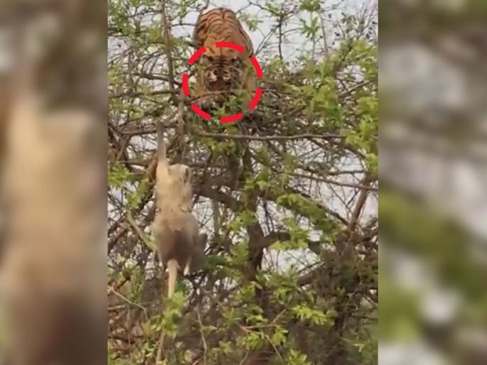monkey and tiger fight, tiger falls down from tree video goes viral on internet | Viral Video: माकड आणि वाघात लंपडावाचा खेळ, वाघ माकडाची शिकार करणार इतक्यात झाला चमत्कार monkey and tiger fight, tiger falls down from tree video goes viral on internet | Viral Video: माकड आणि वाघात लंपडावाचा खेळ, वाघ माकडाची शिकार करणार इतक्यात झाला चमत्कार