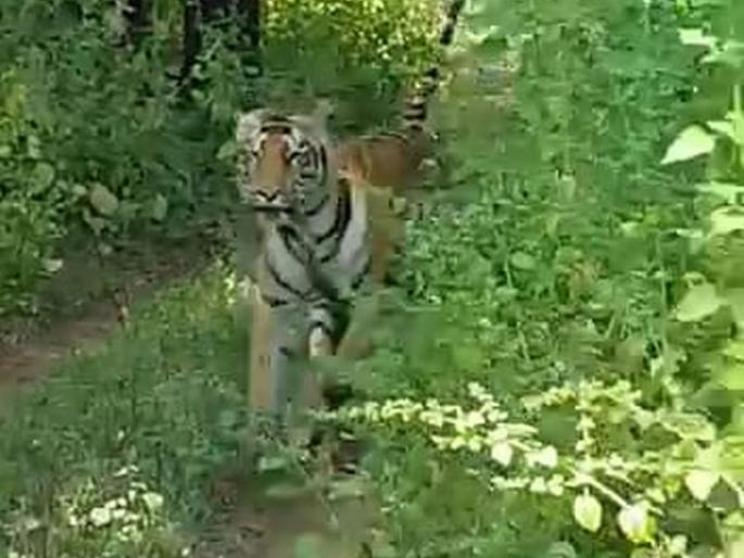 ... and tigers behind the gypsy, the tourists flutter | ...अन् जिप्सीच्या पाठी लागला वाघ, पर्यटकांचा भीतीनं उडाला थरकाप ... and tigers behind the gypsy, the tourists flutter | ...अन् जिप्सीच्या पाठी लागला वाघ, पर्यटकांचा भीतीनं उडाला थरकाप