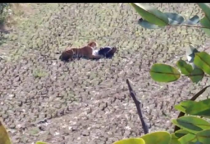 The tiger's wandering path threatens: In search of a new habitat | वाघांचे नैसर्गिक भ्रमणमार्ग धोक्यात : नवीन अधिवासाच्या शोधात The tiger's wandering path threatens: In search of a new habitat | वाघांचे नैसर्गिक भ्रमणमार्ग धोक्यात : नवीन अधिवासाच्या शोधात