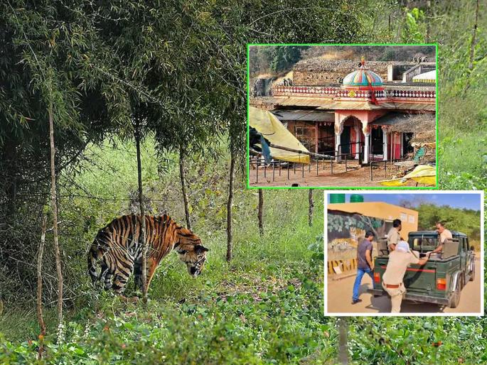 Horrifying! A tiger came to the Trinetra Ganesh temple in Sawai Madhopur, took away a six-year-old boy in Forrest | भयानक! सवाई माधोपुरच्या त्रिनेत्र गणेश मंदिरात वाघ आला, सहा वर्षांच्या मुलाला घेऊन गेला Horrifying! A tiger came to the Trinetra Ganesh temple in Sawai Madhopur, took away a six-year-old boy in Forrest | भयानक! सवाई माधोपुरच्या त्रिनेत्र गणेश मंदिरात वाघ आला, सहा वर्षांच्या मुलाला घेऊन गेला